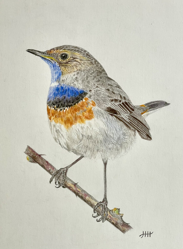 Tekening blauwborst.