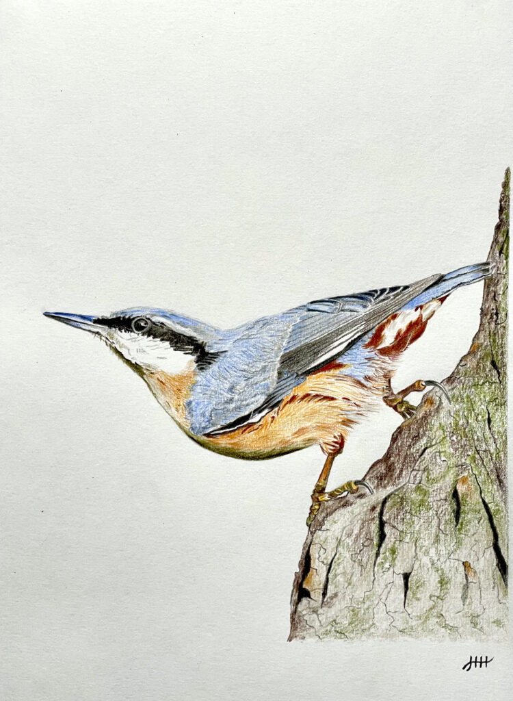 Tekening vogel boomklever