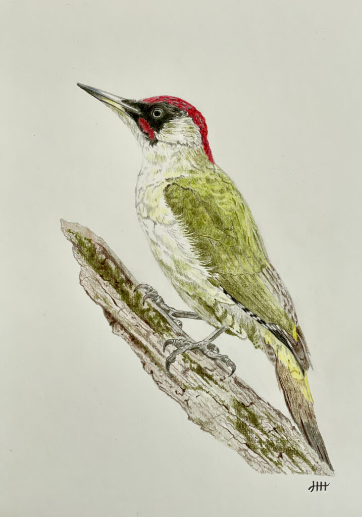 Tekening groene specht.