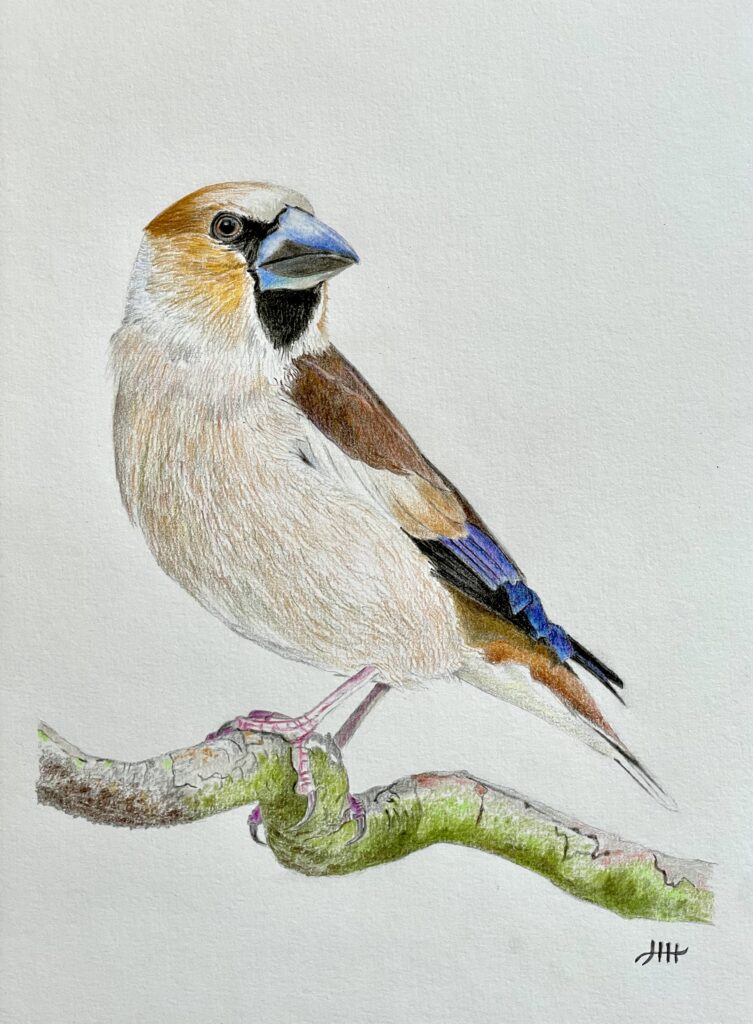 Tekening appelvink.