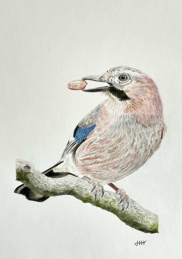 Tekening vlaamse gaai