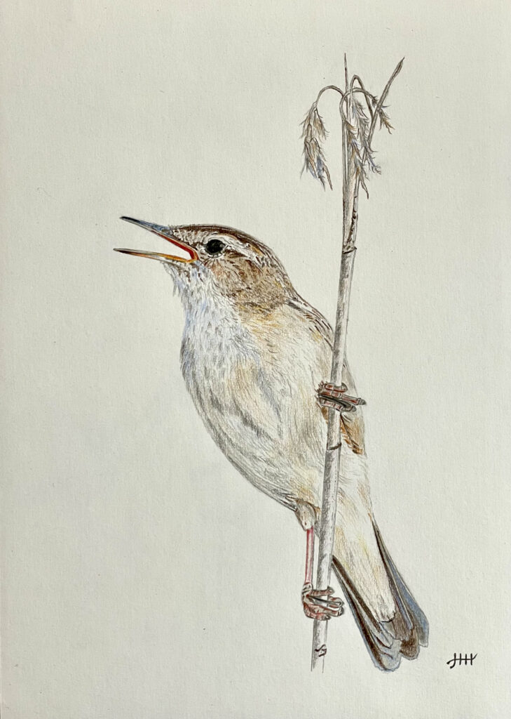 Tekening rietzanger Naardermeer.