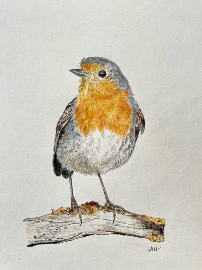 Tekening vogel roodborstje