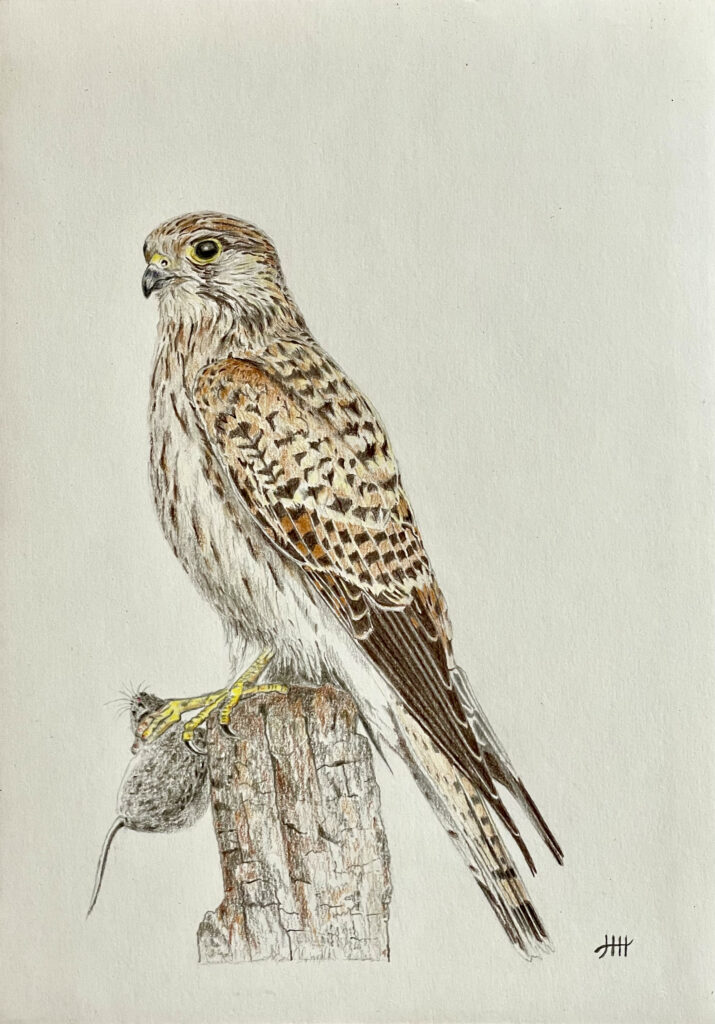 Tekening roofvogel torenvalk valk