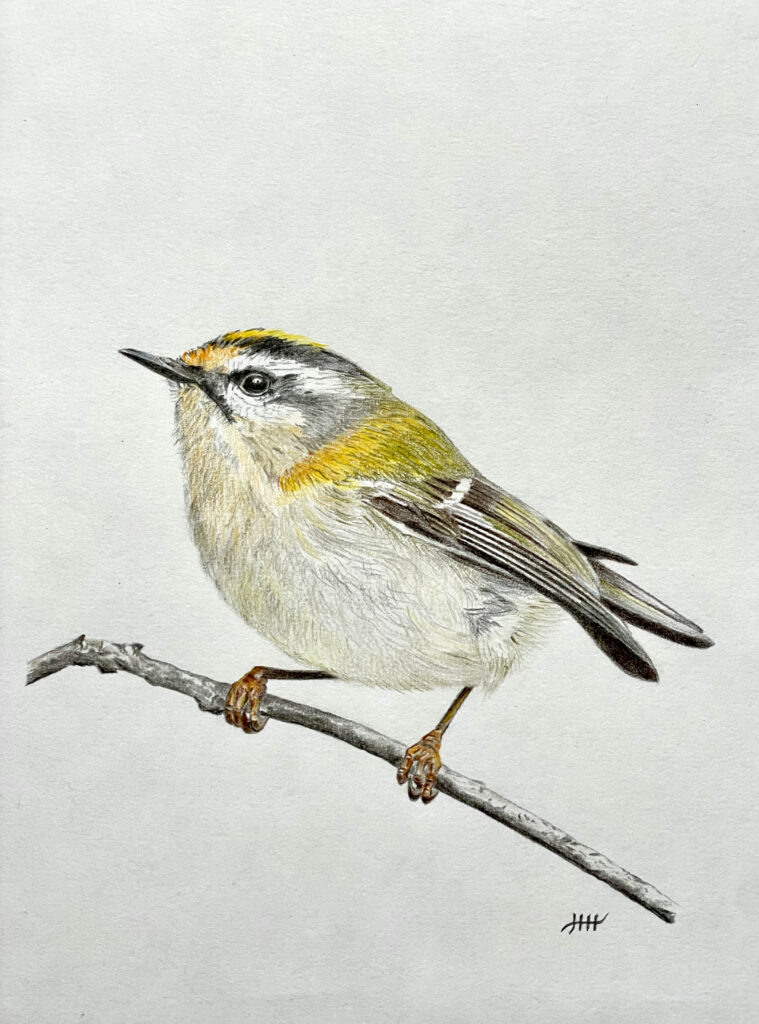 Tekening vuurgoudhaantje.