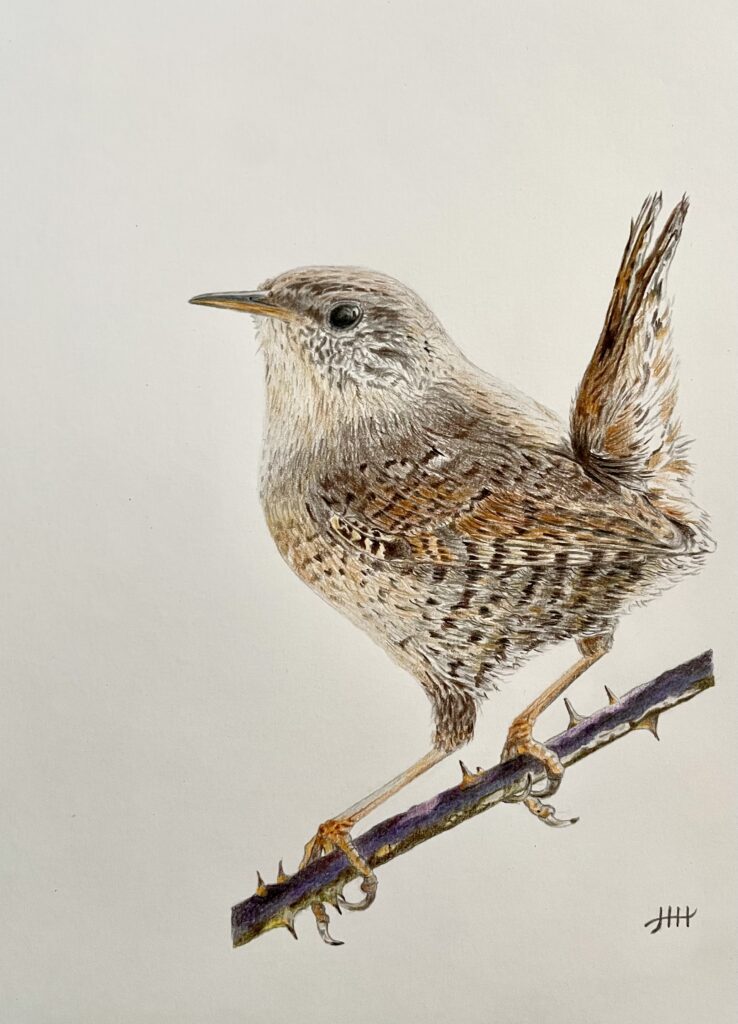 Tekening winterkoninkje vogel tekenen drawing wren