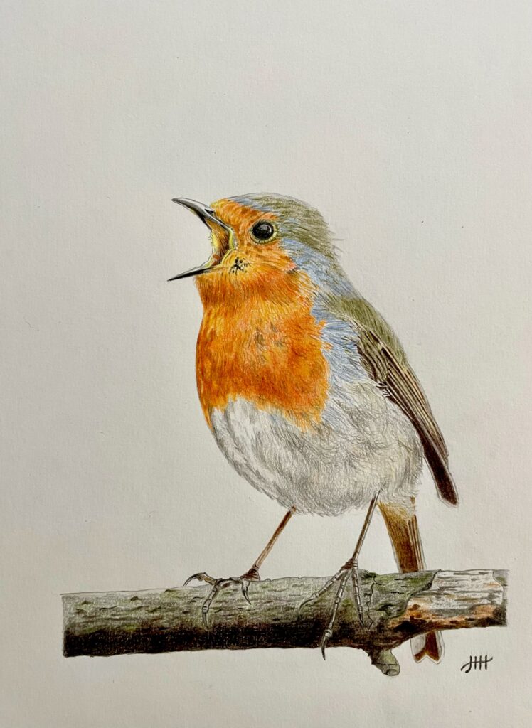 Tekening zingend roodborstje vogel vogels tekenen kleurpotlood drawing robin