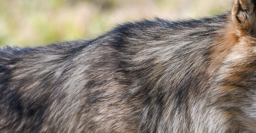 Vacht schilderen met olieverf