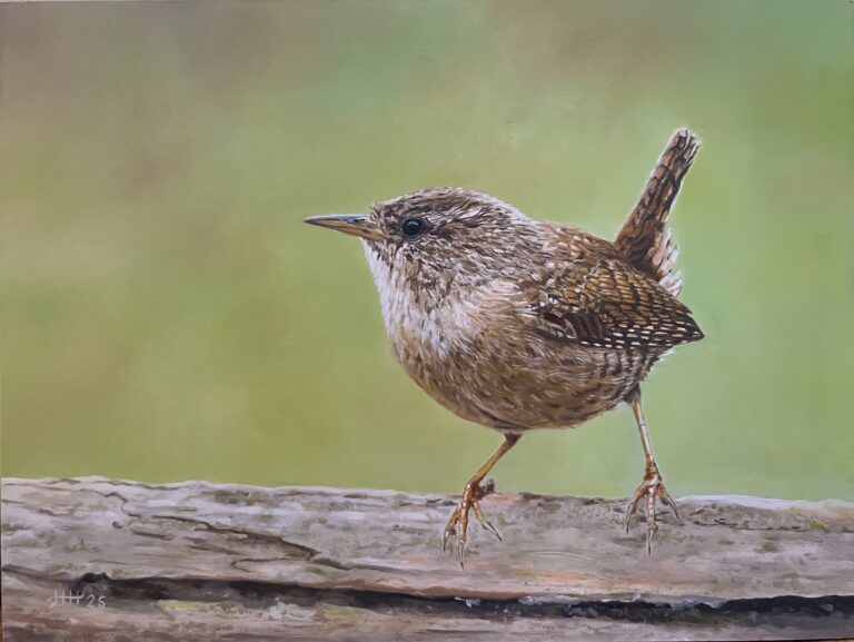 Schilderij winterkoninkje winterkoning vogel vogels olieverf meesters van het realisme Harry Huizing