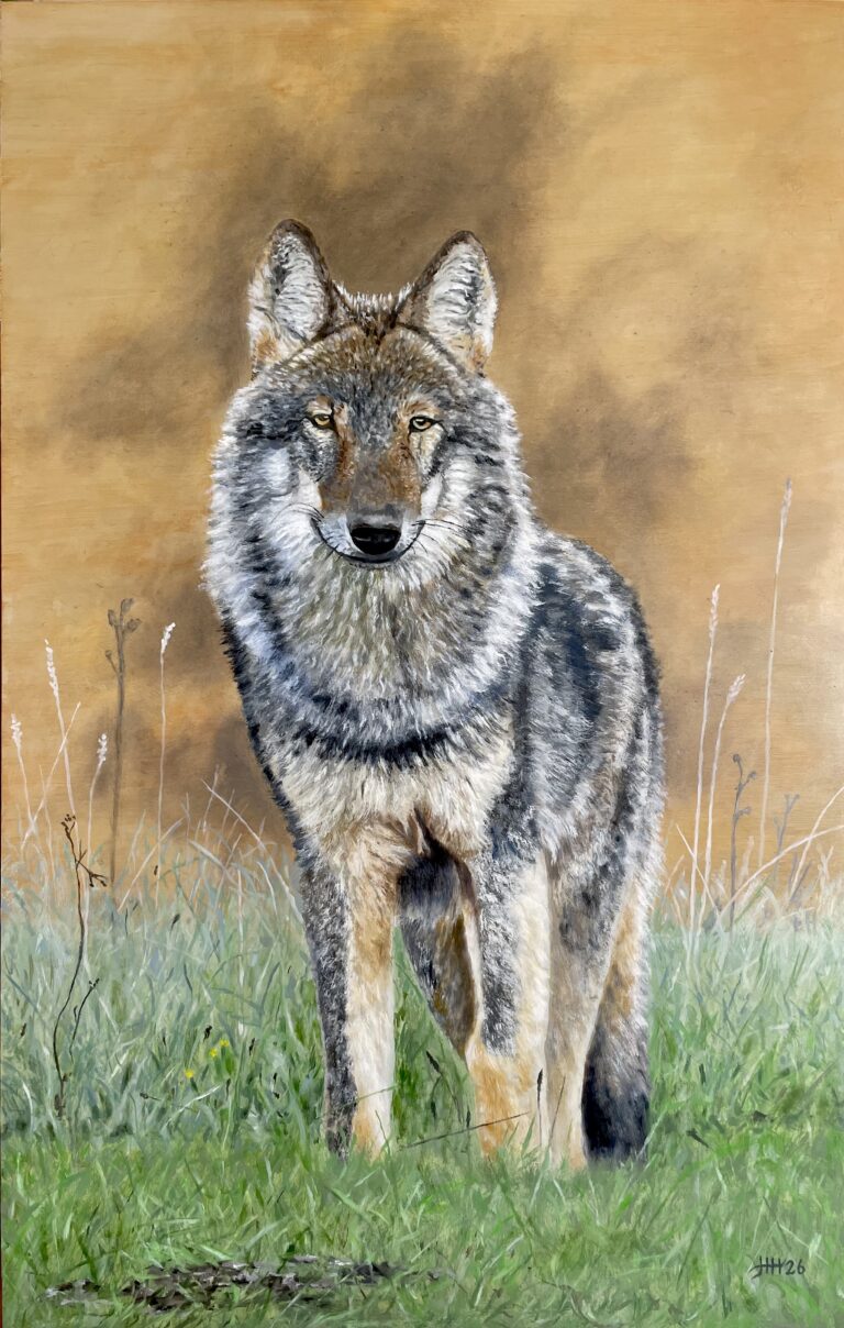 Schilderij de wolf roedel Veluwe wildlife