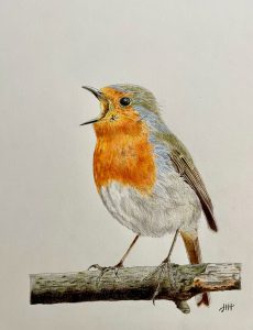 Tekening zingend roodborstje vogel vogels tekenen kleurpotlood drawing robin